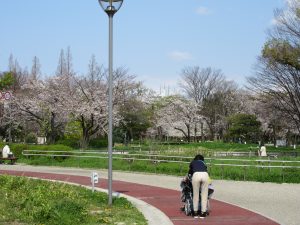 桜が咲いている公園の小道を車イスの利用者さんを職員が押しながら歩いている様子
