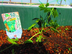 緑のフセンカズラの苗の写真