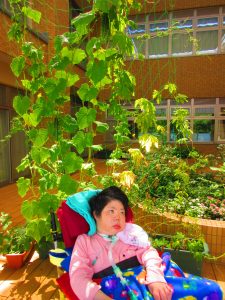 きゅうりやゴーヤの緑の葉っぱが生い茂っている状態の中で、車いすに乗った女性の利用者さんが座っている画像