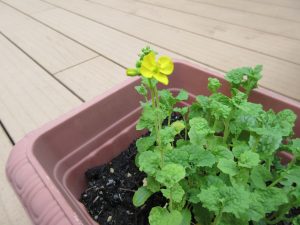 黄色の菜の花の写真