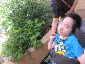 花壇の横で車椅子に座る男児の利用者さんの手に、ミニトマトがのっている様子