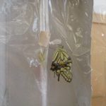 ビニルの容器の中のアゲハ蝶の様子