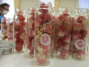 たくさんの瓶の中に千日紅の花がたくさん入っている様子