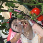 利用者さん３と収穫したミニトマトの写真