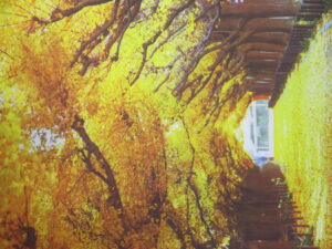 黄色く紅葉したイチョウ並木のタペストりーの写真