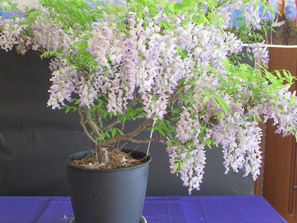 藤の花の鉢植えの写真