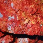 真っ赤な紅葉のタペストリーの写真