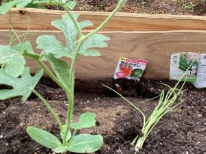 赤小玉というスイカの苗を植えた写真