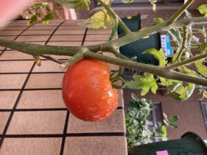 真っ赤に熟したトマトのアップの写真