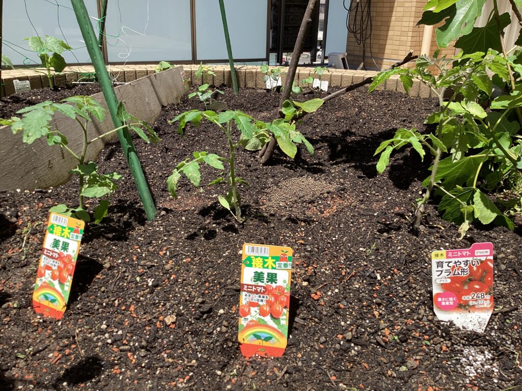 トマトの苗の写真